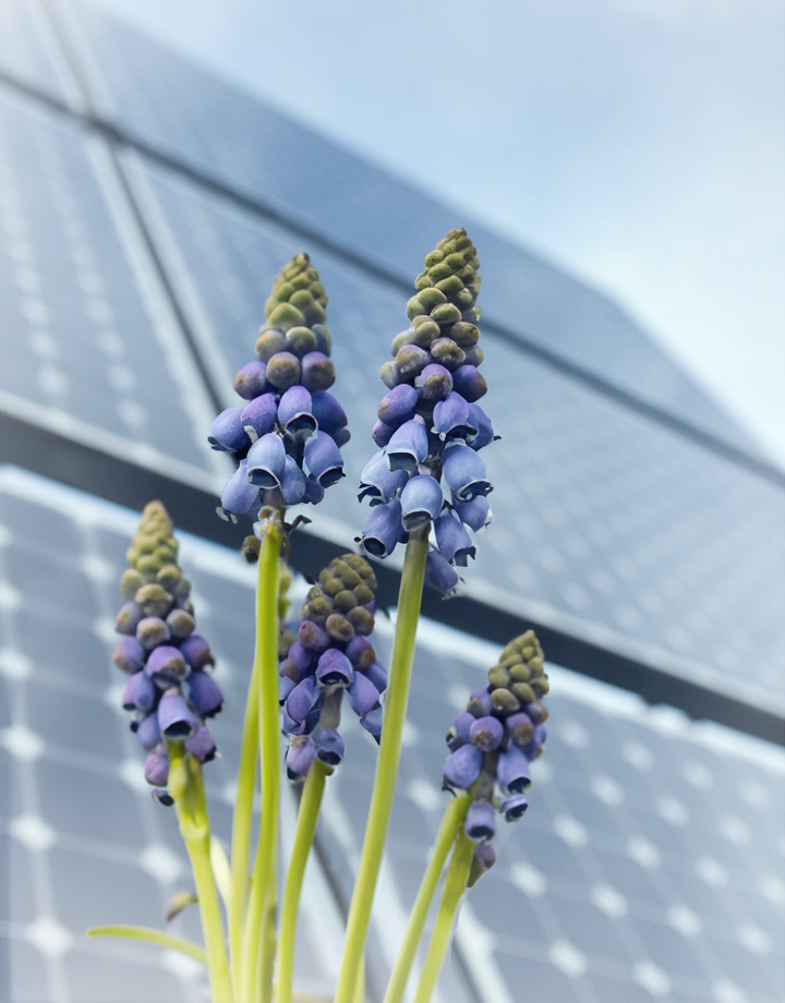 Muscari | 68 kW